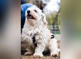 HATCHI-sehr anhänglicher,zärtlicher,lieber kleiner Bub auf der Suche nach seinem liebevollen Zuhause