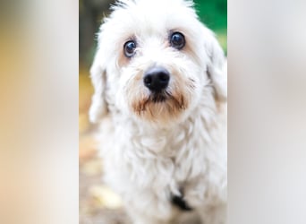 HATCHI-sehr anhänglicher,zärtlicher,lieber kleiner Bub auf der Suche nach seinem liebevollen Zuhause