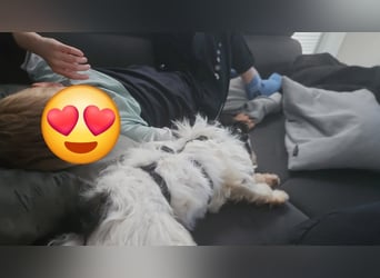MILO auf der Suche nach seinem liebevollen Für-immer-Zuhause
