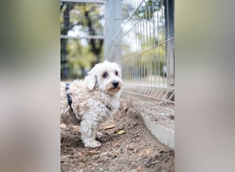 HATCHI-sehr anhänglicher,zärtlicher,lieber kleiner Bub auf der Suche nach seinem liebevollen Zuhause