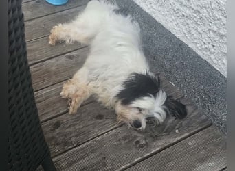 MILO auf der Suche nach seinem liebevollen Für-immer-Zuhause
