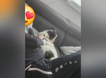 MILO auf der Suche nach seinem liebevollen Für-immer-Zuhause