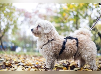 HATCHI-sehr anhänglicher,zärtlicher,lieber kleiner Bub auf der Suche nach seinem liebevollen Zuhause