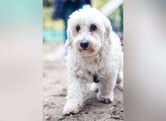 HATCHI-sehr anhänglicher,zärtlicher,lieber kleiner Bub auf der Suche nach seinem liebevollen Zuhause