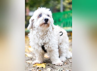 HATCHI-sehr anhänglicher,zärtlicher,lieber kleiner Bub auf der Suche nach seinem liebevollen Zuhause