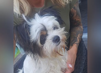 MILO auf der Suche nach seinem liebevollen Für-immer-Zuhause