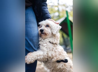 HATCHI-sehr anhänglicher,zärtlicher,lieber kleiner Bub auf der Suche nach seinem liebevollen Zuhause