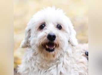 HATCHI-sehr anhänglicher,zärtlicher,lieber kleiner Bub auf der Suche nach seinem liebevollen Zuhause