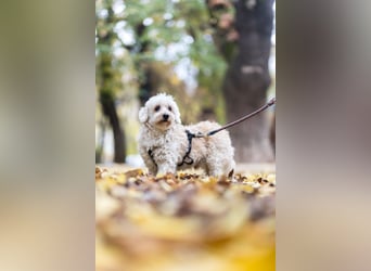 HATCHI-sehr anhänglicher,zärtlicher,lieber kleiner Bub auf der Suche nach seinem liebevollen Zuhause