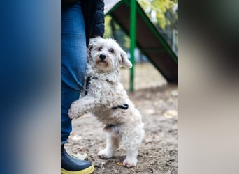 HATCHI-sehr anhänglicher,zärtlicher,lieber kleiner Bub auf der Suche nach seinem liebevollen Zuhause