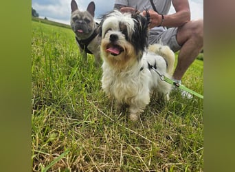 MILO auf der Suche nach seinem liebevollen Für-immer-Zuhause