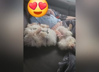 MILO auf der Suche nach seinem liebevollen Für-immer-Zuhause