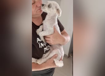 Kleiner Malteser-Pekinese-Mix MAX sucht seine Familie!