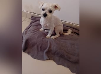 Kleiner Malteser-Pekinese-Mix MAX sucht seine Familie!