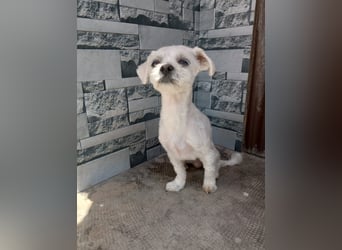 Kleiner Malteser-Pekinese-Mix MAX sucht seine Familie!