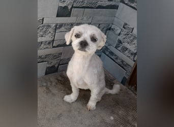Kleiner Malteser-Pekinese-Mix MAX sucht seine Familie!