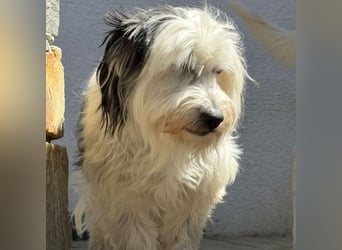 Bubi - wer schenkt dem goldigen Senior endlich Liebe und Geborgenheit