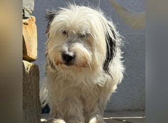 Bubi - wer schenkt dem goldigen Senior endlich Liebe und Geborgenheit
