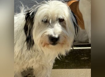 Bubi - wer schenkt dem goldigen Senior endlich Liebe und Geborgenheit