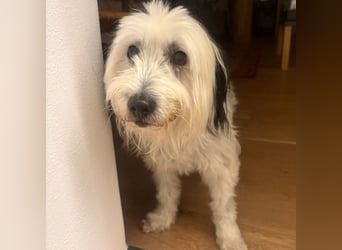 Bubi - wer schenkt dem goldigen Senior endlich Liebe und Geborgenheit