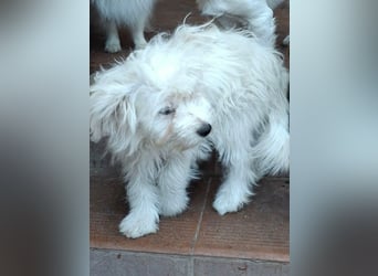 Katinka – kleine, sanfte Hündin sucht ihr eigenes Zuhause