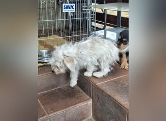 Katinka – kleine, sanfte Hündin sucht ihr eigenes Zuhause