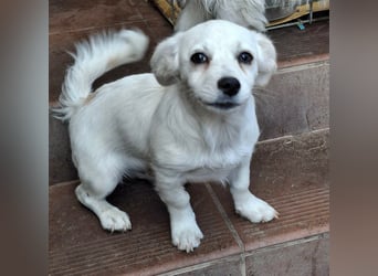Kasper – kleiner, lieber Hundejunge sucht sein Zuhause