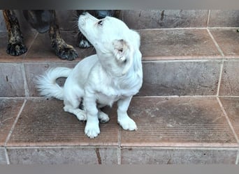 Kasper – kleiner, lieber Hundejunge sucht sein Zuhause