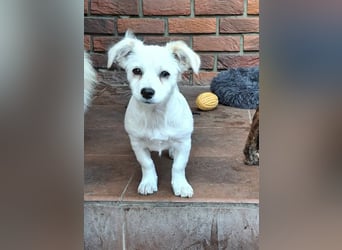 Kasper – kleiner, lieber Hundejunge sucht sein Zuhause