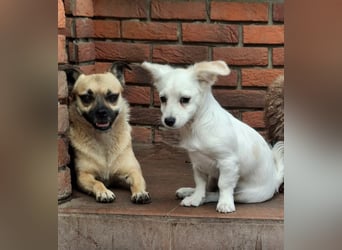 Kasper – kleiner, lieber Hundejunge sucht sein Zuhause