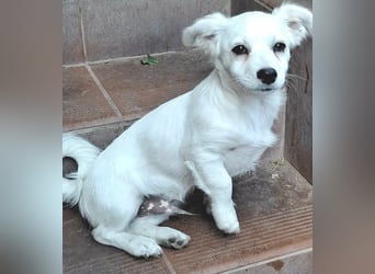 Kasper – kleiner, lieber Hundejunge sucht sein Zuhause
