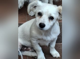 Kasper – kleiner, lieber Hundejunge sucht sein Zuhause