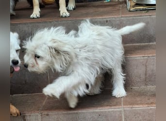 Katinka – kleine, sanfte Hündin sucht ihr eigenes Zuhause