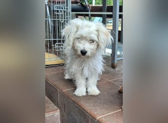 Katinka – kleine, sanfte Hündin sucht ihr eigenes Zuhause