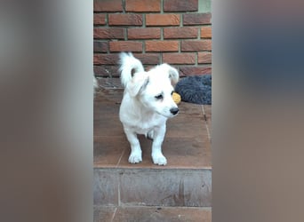Kasper – kleiner, lieber Hundejunge sucht sein Zuhause