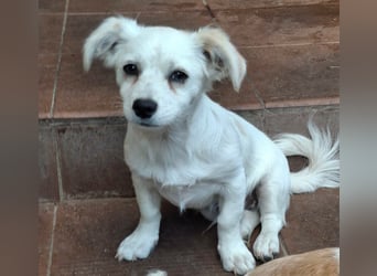 Kasper – kleiner, lieber Hundejunge sucht sein Zuhause