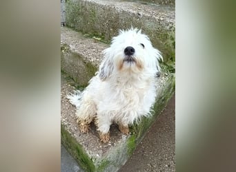 Mari ❤️ kleine, süße Malteser-Mix-Dame