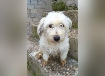 Mari ❤️ kleine, süße Malteser-Mix-Dame