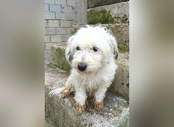 Mari ❤️ kleine, süße Malteser-Mix-Dame