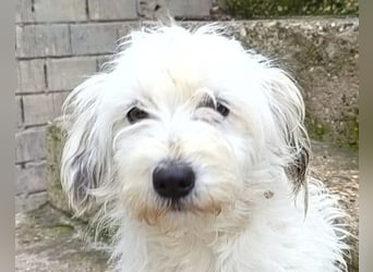 Mari ❤️ kleine, süße Malteser-Mix-Dame