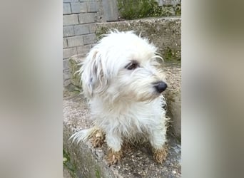 Mari ❤️ kleine, süße Malteser-Mix-Dame