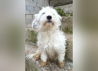 Mari ❤️ kleine, süße Malteser-Mix-Dame