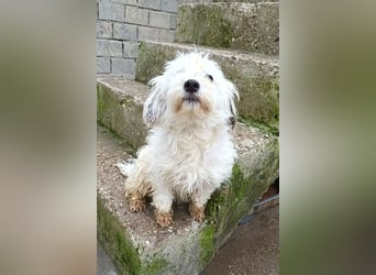 Mari ❤️ kleine, süße Malteser-Mix-Dame