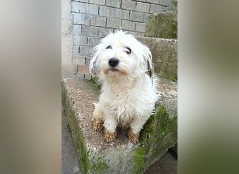 Mari ❤️ kleine, süße Malteser-Mix-Dame