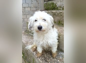 Mari ❤️ kleine, süße Malteser-Mix-Dame