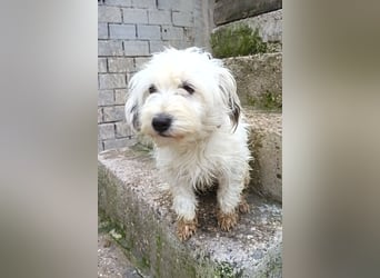 Mari ❤️ kleine, süße Malteser-Mix-Dame