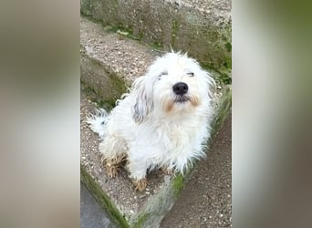 Mari ❤️ kleine, süße Malteser-Mix-Dame