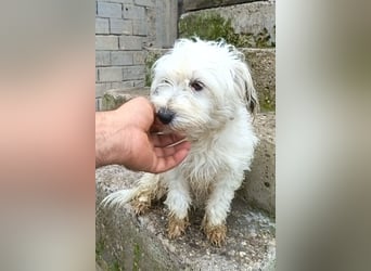 Mari ❤️ kleine, süße Malteser-Mix-Dame