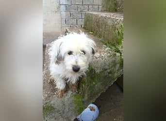 Mari ❤️ kleine, süße Malteser-Mix-Dame