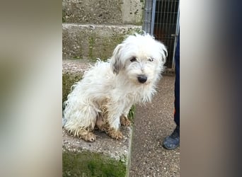 Mari ❤️ kleine, süße Malteser-Mix-Dame